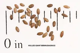 Bermudagrass - Giant